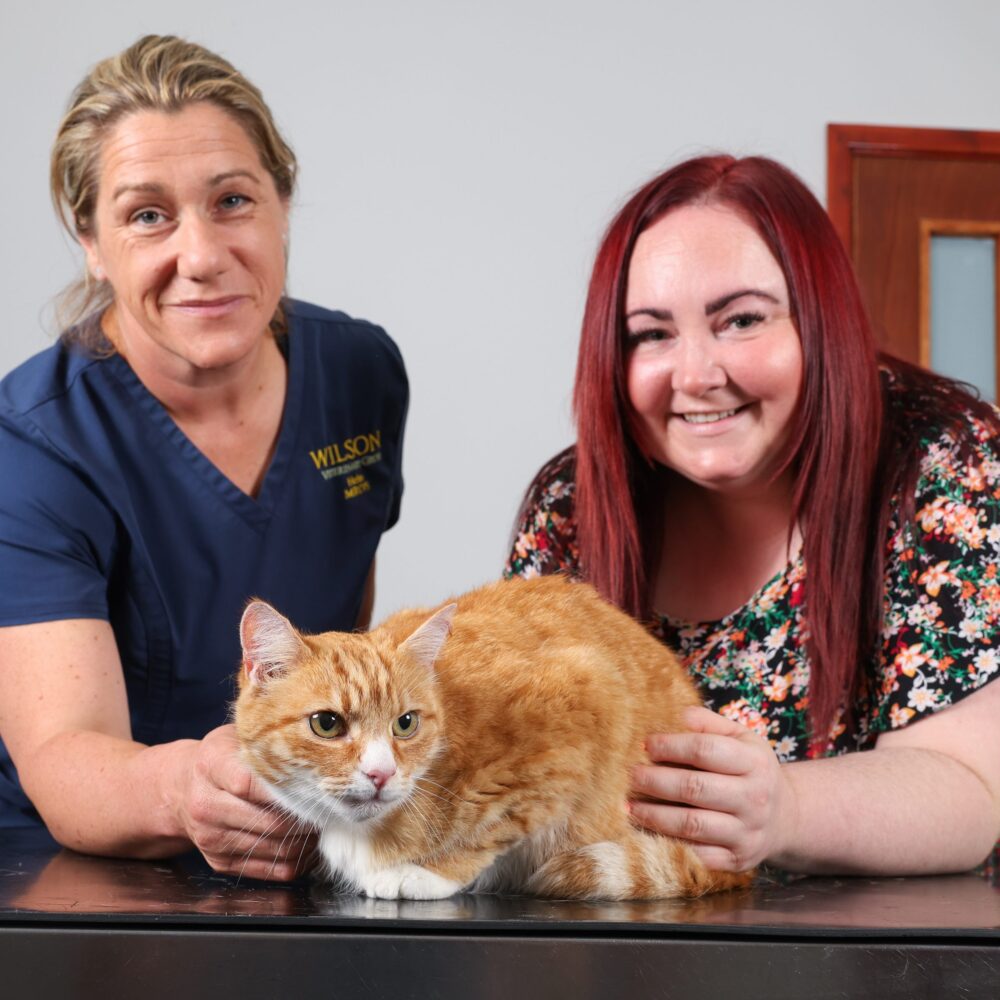 Garfield the cat makes amazing recovery after using up one of his nine lives