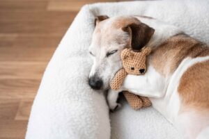 A Jack Russell is laying in a white fluffy dog bed asleep. It has a small, brown teddy bear tucked between it's front legs.