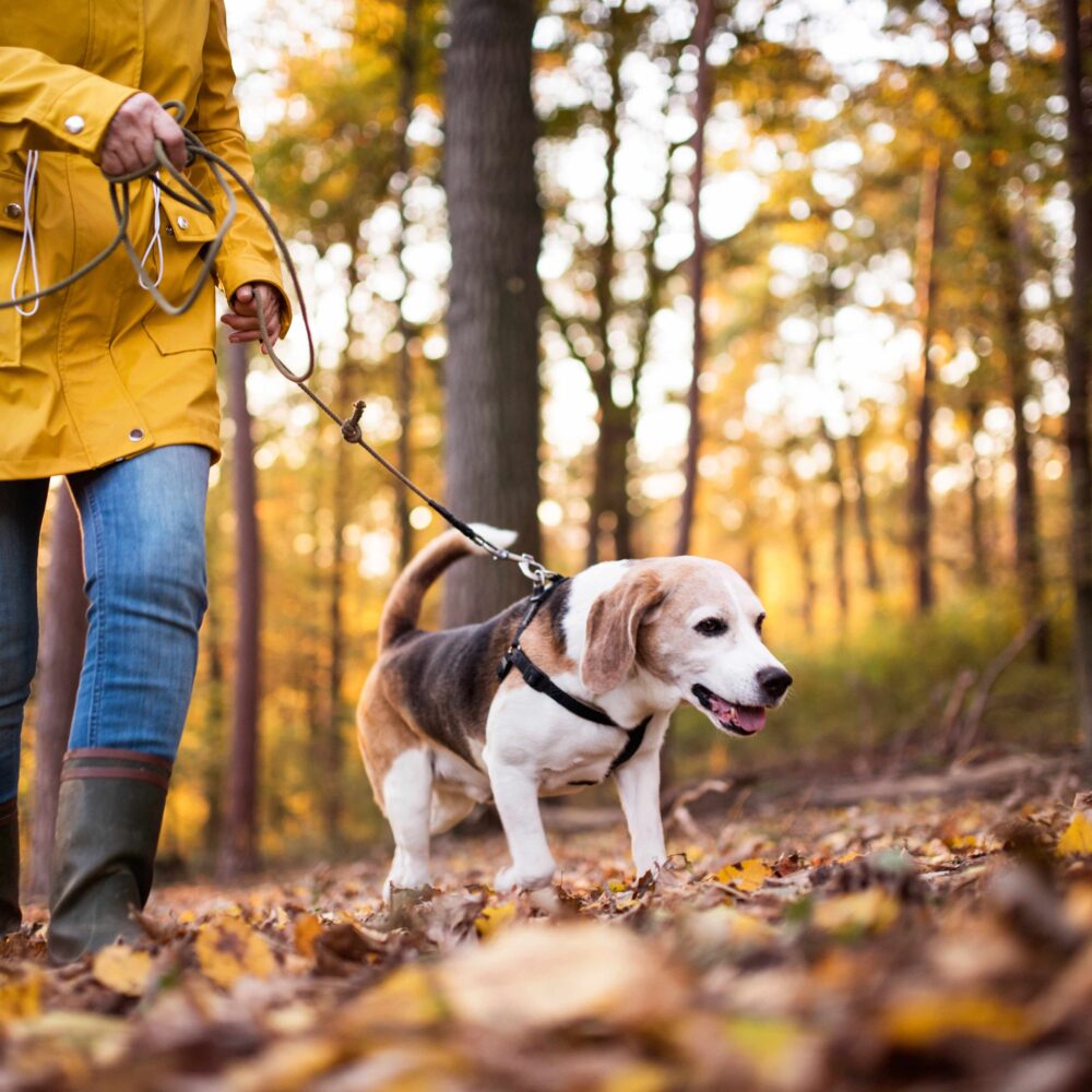 What is canine seasonal illness? What is canine seasonal illness?