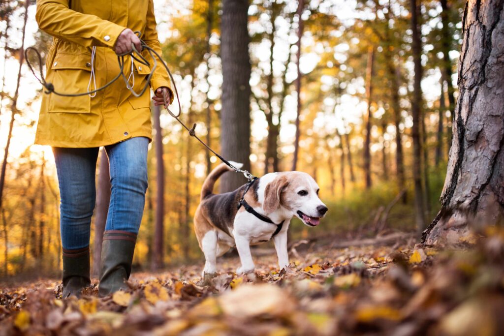 A beagle being walked on a lead with it's owner. They are walking in a woodland, the ground is covered with brown fallen leaves, and in the background are trees with yellow or no leaves.