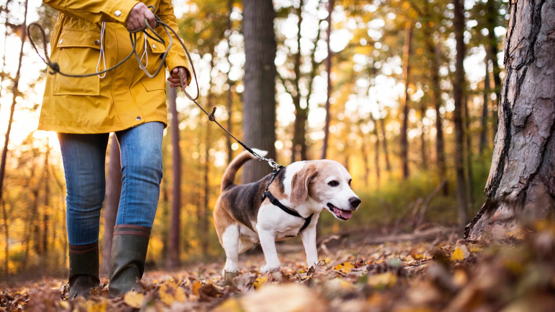 What is canine seasonal illness?
