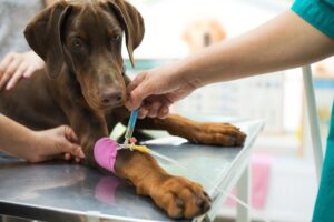 A large brown dog is laying on a vet's examination table. The dog is wearing a pink bandage on it's front leg, and a vet can be seen giving it an injection in the same leg.