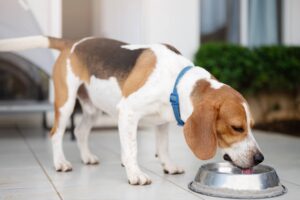 A beagle drinking from a silver dog bowl. The dog is standing on a white floor, with a plain wall and sofa in the background.