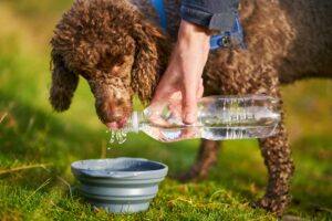 A brown poodle standing on grass. A hand can be seen pouring water into a dog bowl from a bottle, and the dog is licking the water.