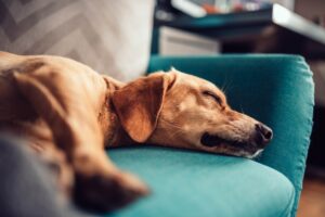 A golden labrador is laying asleep on a green settee.