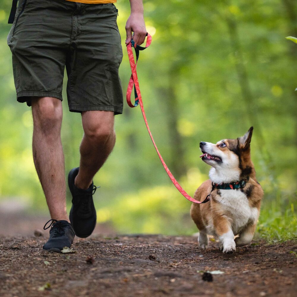 How to prevent heatstroke in dogs
