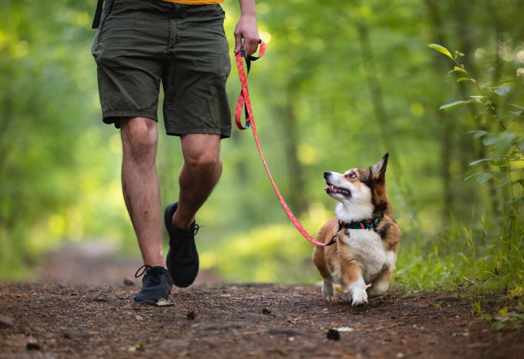 A corgi and a person are walking through a shady wooded area. The corgi is on a leash looking up at the person, who is wearing grey shorts and walking shoes.