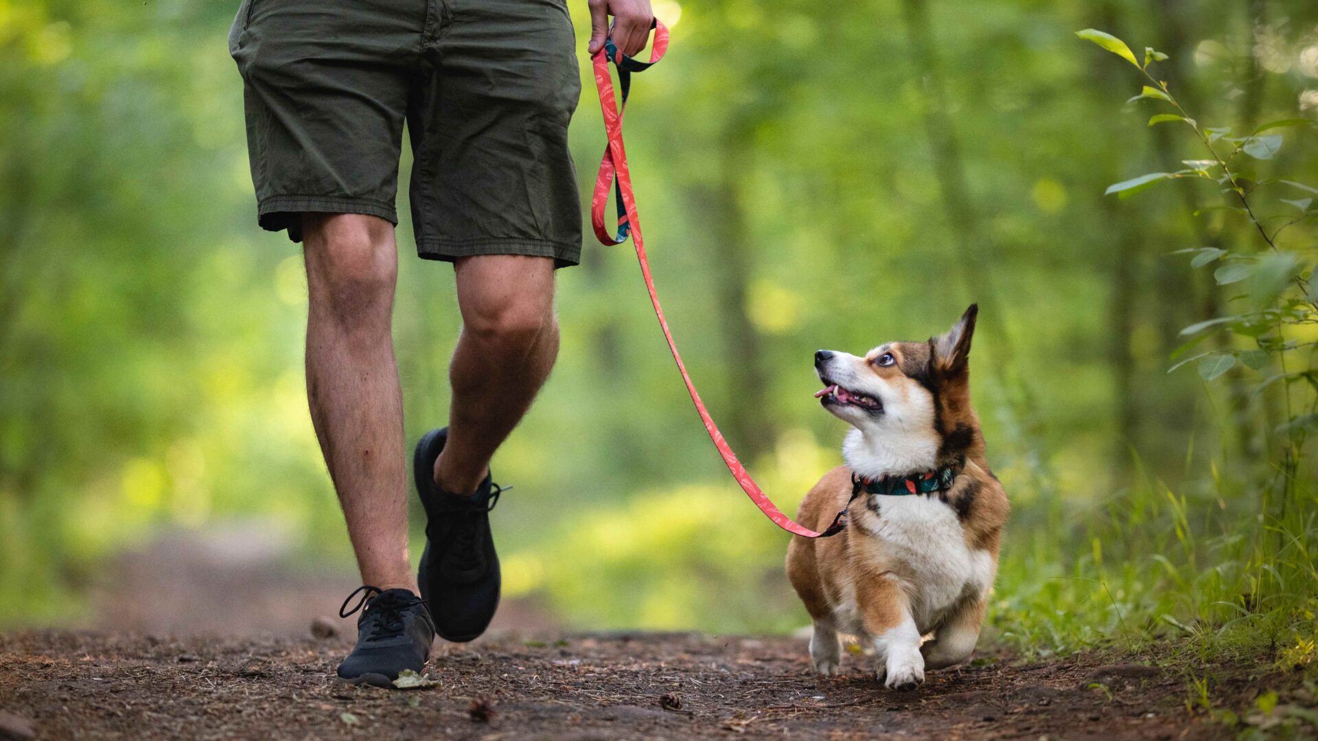 How to prevent heatstroke in dogs