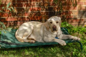 A golden labrador is laying on a green blanket on top of grass. It is laying in the shade, and a red brick wall is in the background.
