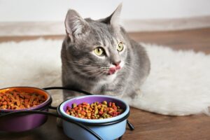 A grey cat sitting on a white fluffy rug, eating cat biscuits from a bowl.