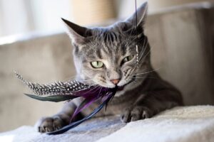 A grey cat sitting on a sofa playing with feathers on a string.