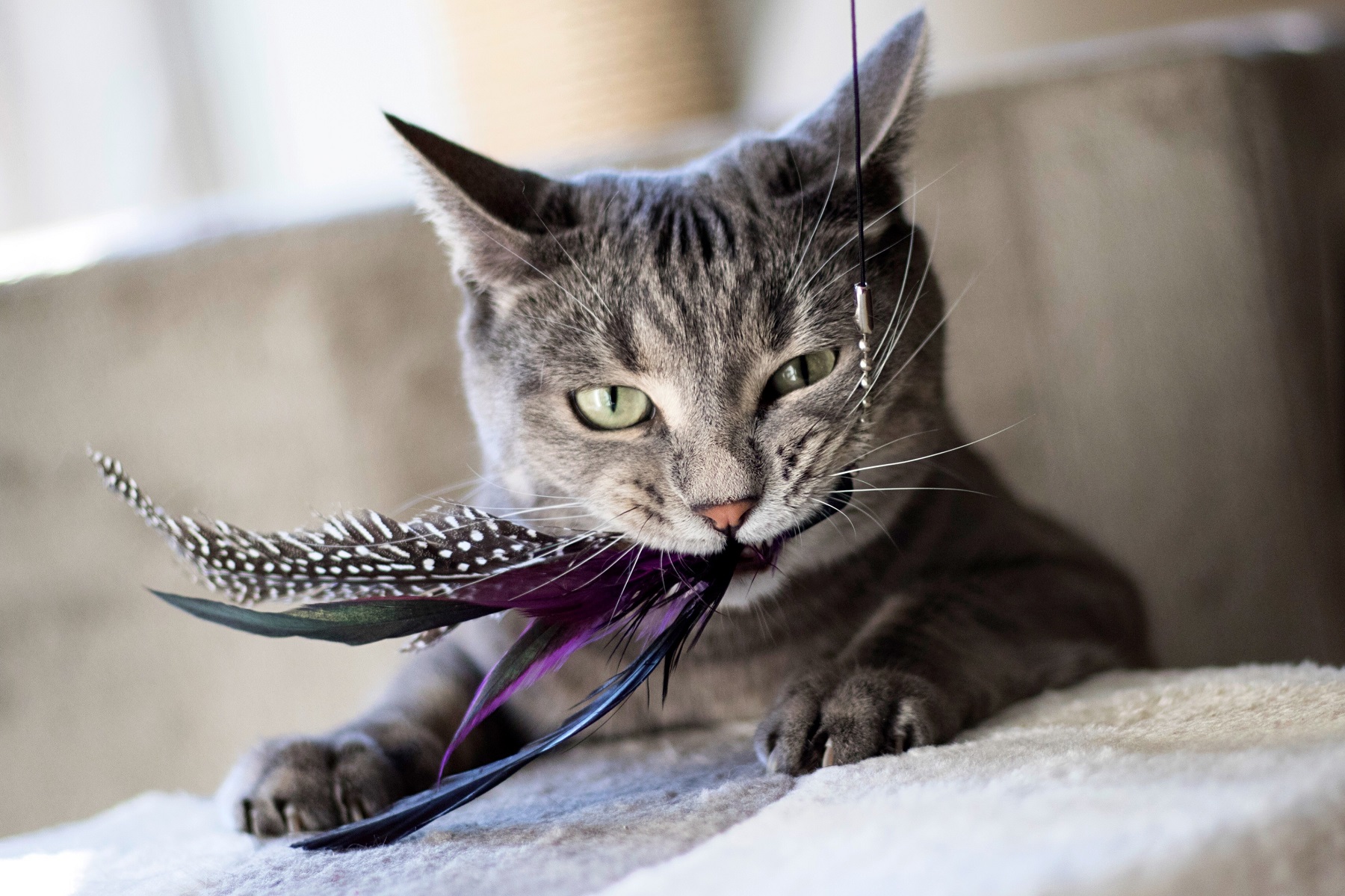 Close-up Of Cat Playing With Feathers