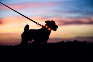 The silhouette of a Jack Russell Terrier on a lead wearing a light up collar. In the background is a blue and pink sunset.