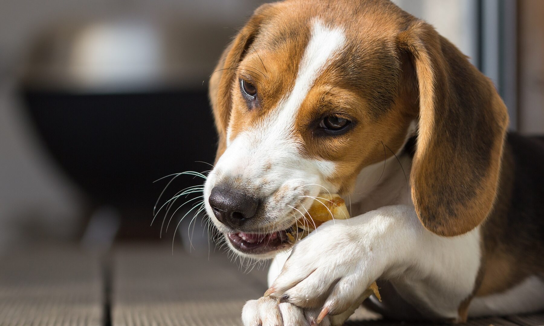 Are chocolate and sweets poisonous for dogs?