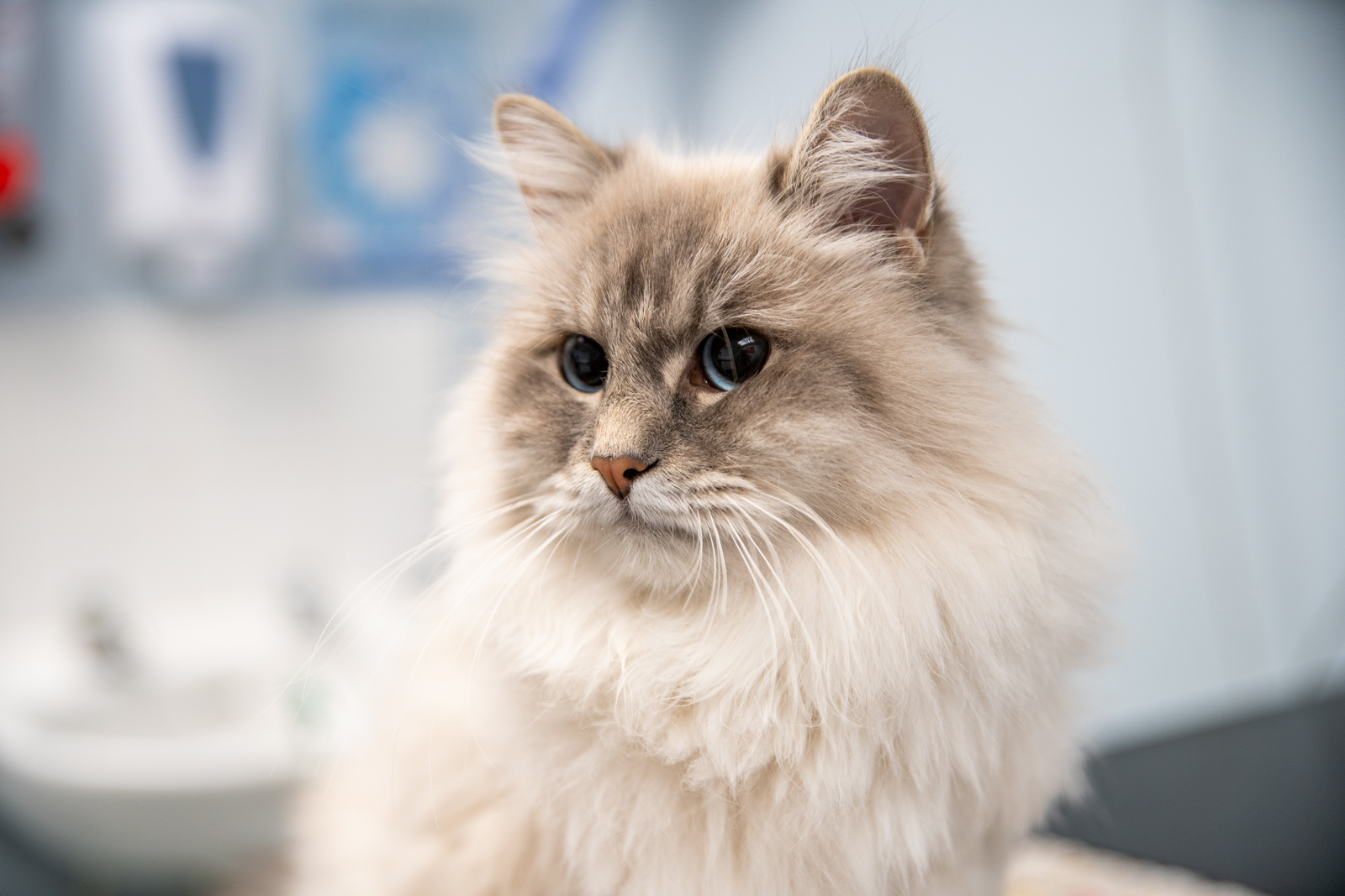 Should I Use a Cat Sitter or a Cattery? Should I Use a Cat Sitter or a Cattery?