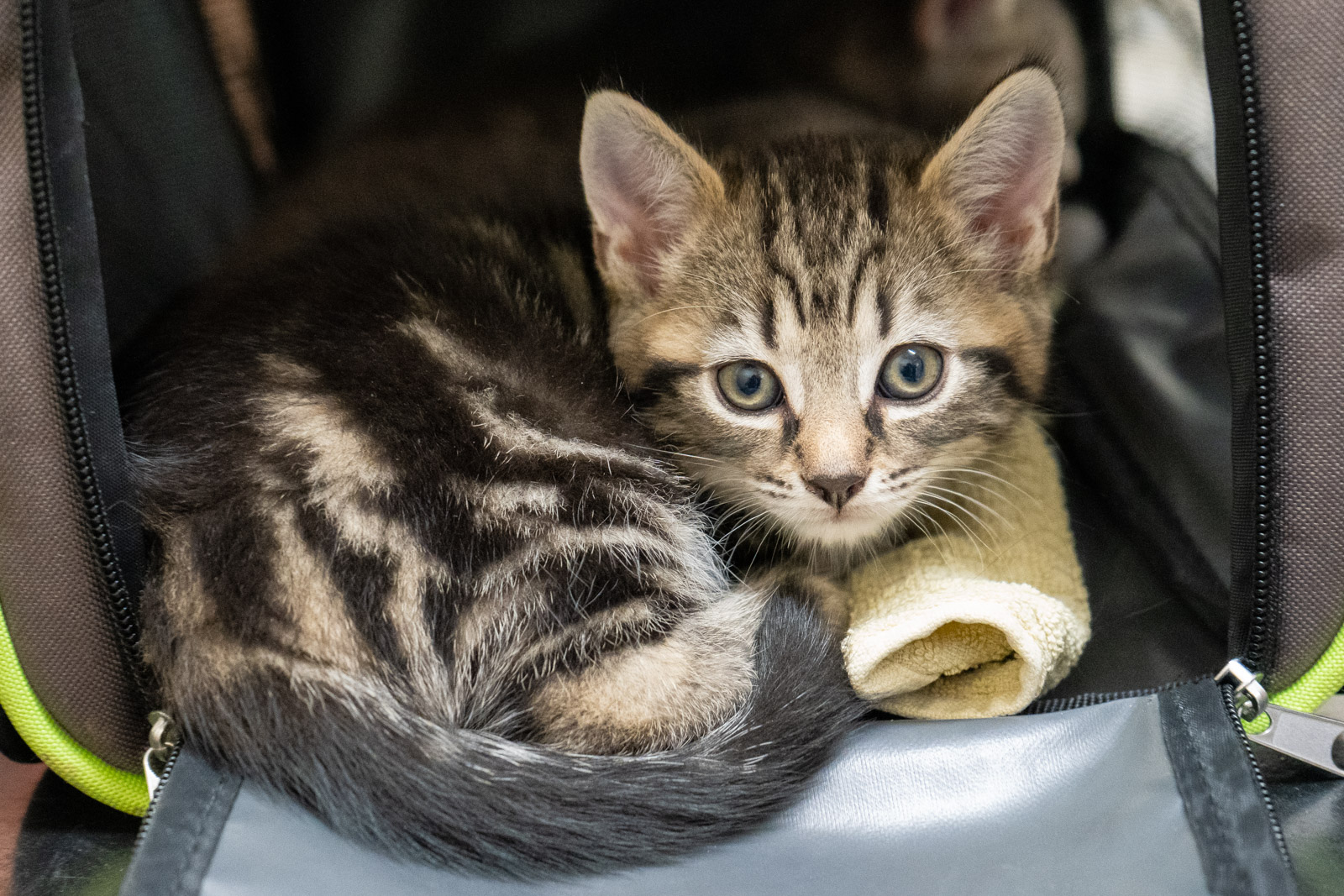 A tabby kitten laying in the opening of a cat carrier