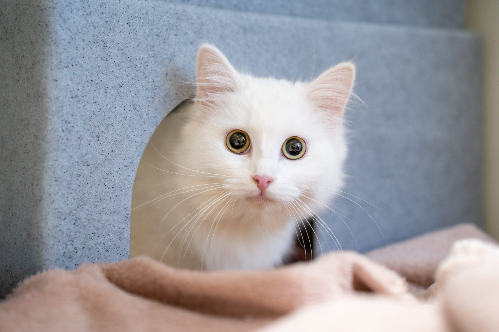 A white cat peering out from inside a grey box.