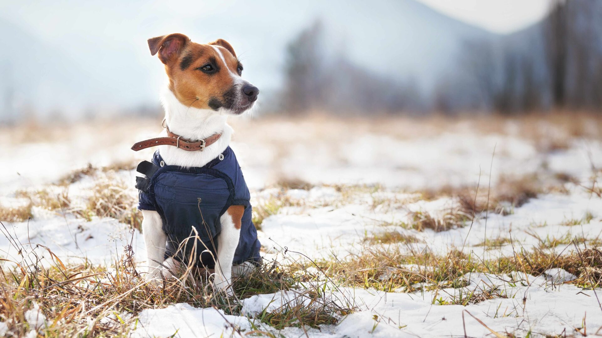 Keeping Pets Warm in Cold Weather