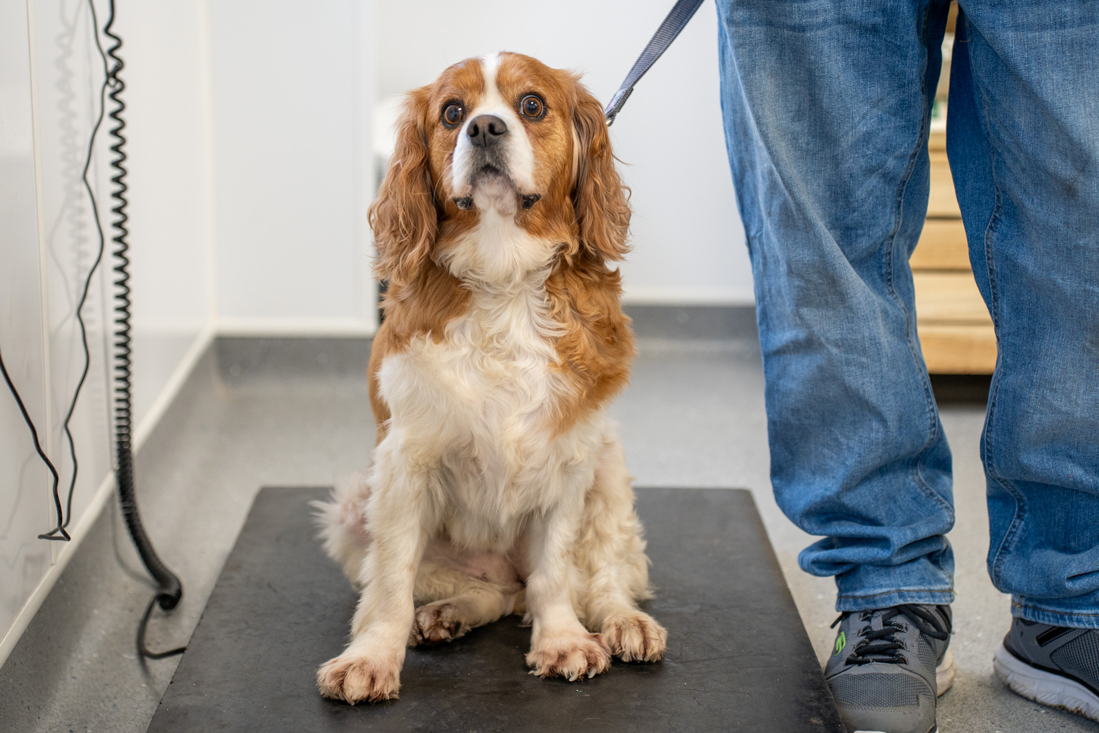 10 Healthy Habits for Pets in 2026