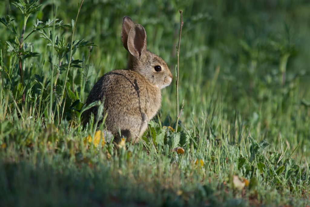 The majority of a rabbits’ diet should come from good quality grass and hay