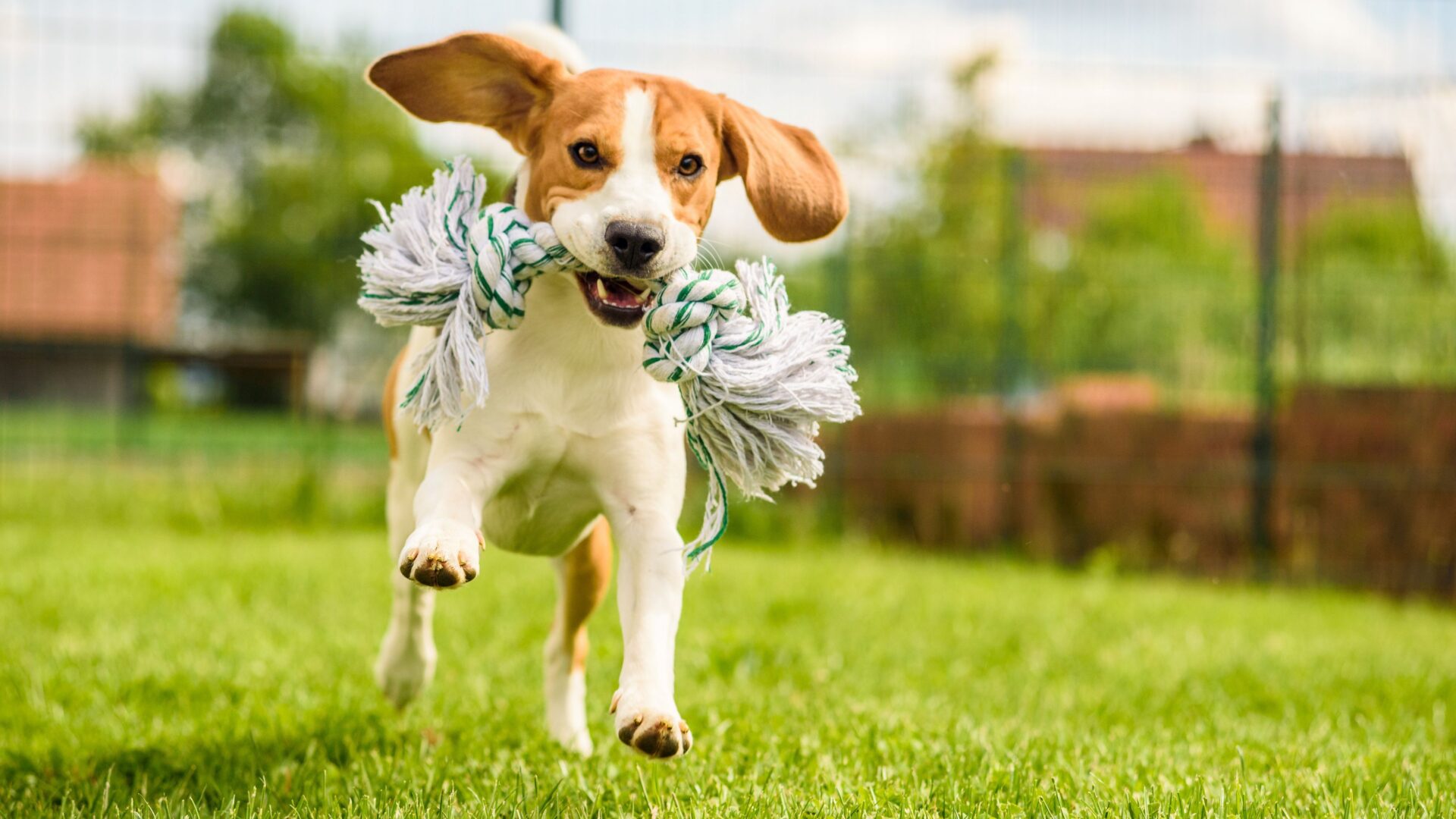 How to keep your pet safe this spring