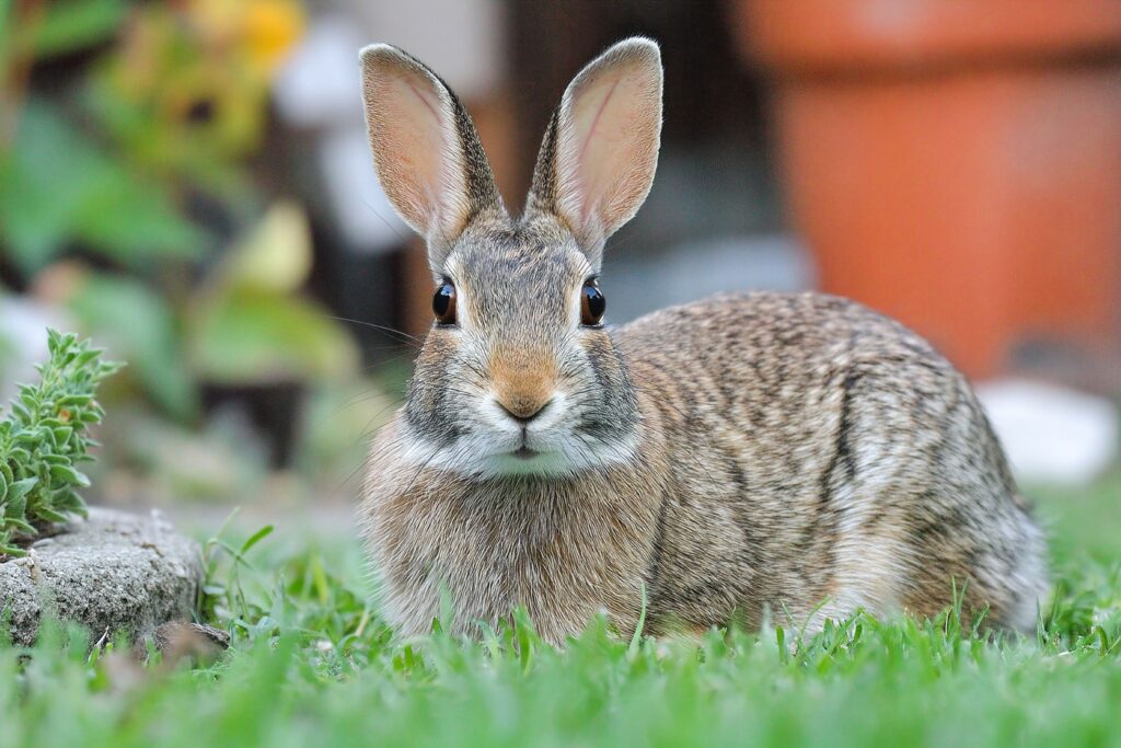 Good quality hay should be sweet smelling, slightly green and dust free.