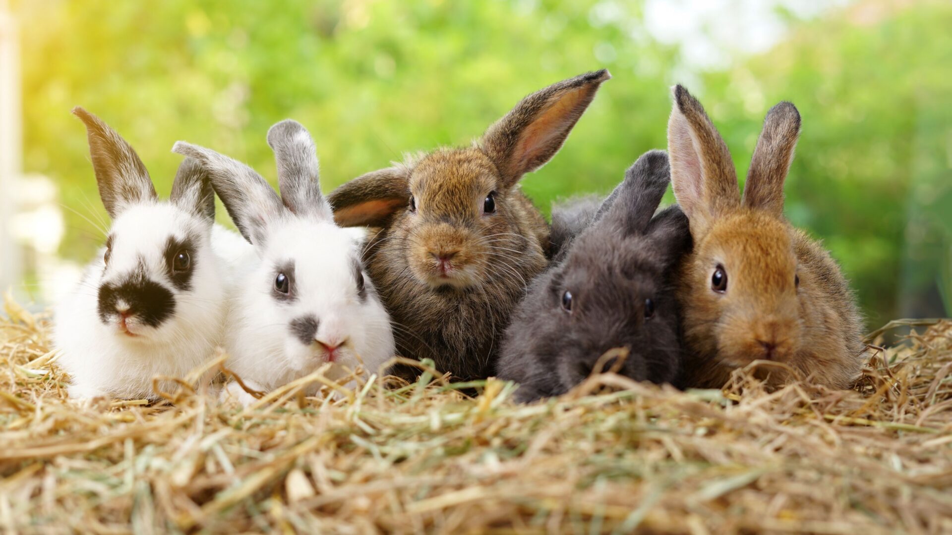 The complete guide to feeding your rabbit