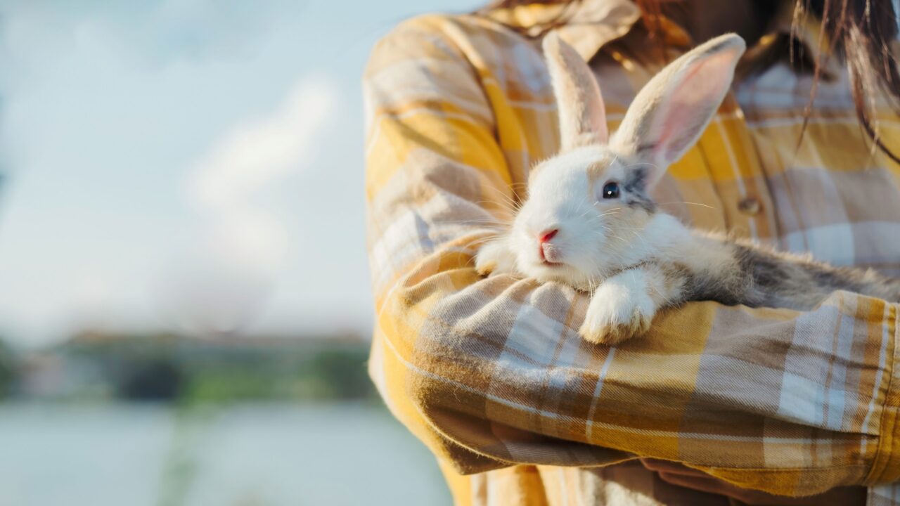 Everything you need to know about rabbit parasites | VetPartners UK