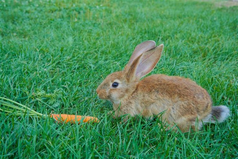 The complete guide to feeding your rabbit | VetPartners UK