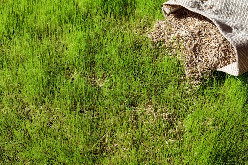 Grass seeds creating a new lawn