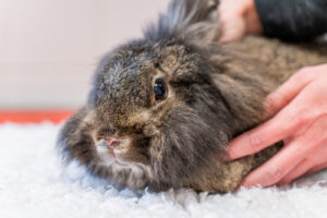 Everything you need to know about rabbit parasites | VetPartners UK