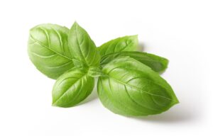 Green basil leaves