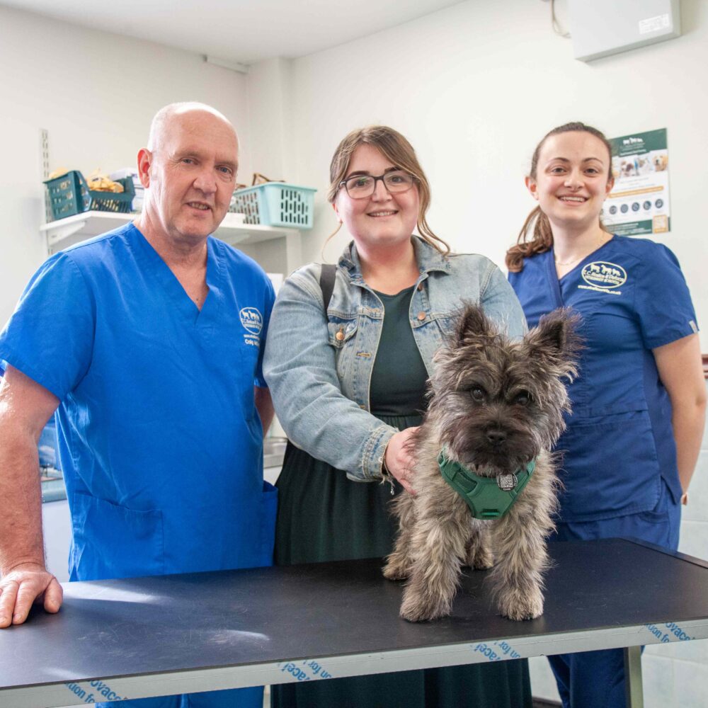 A vet, pet owner and veterinary nurse with a Cairn terrier puppy
