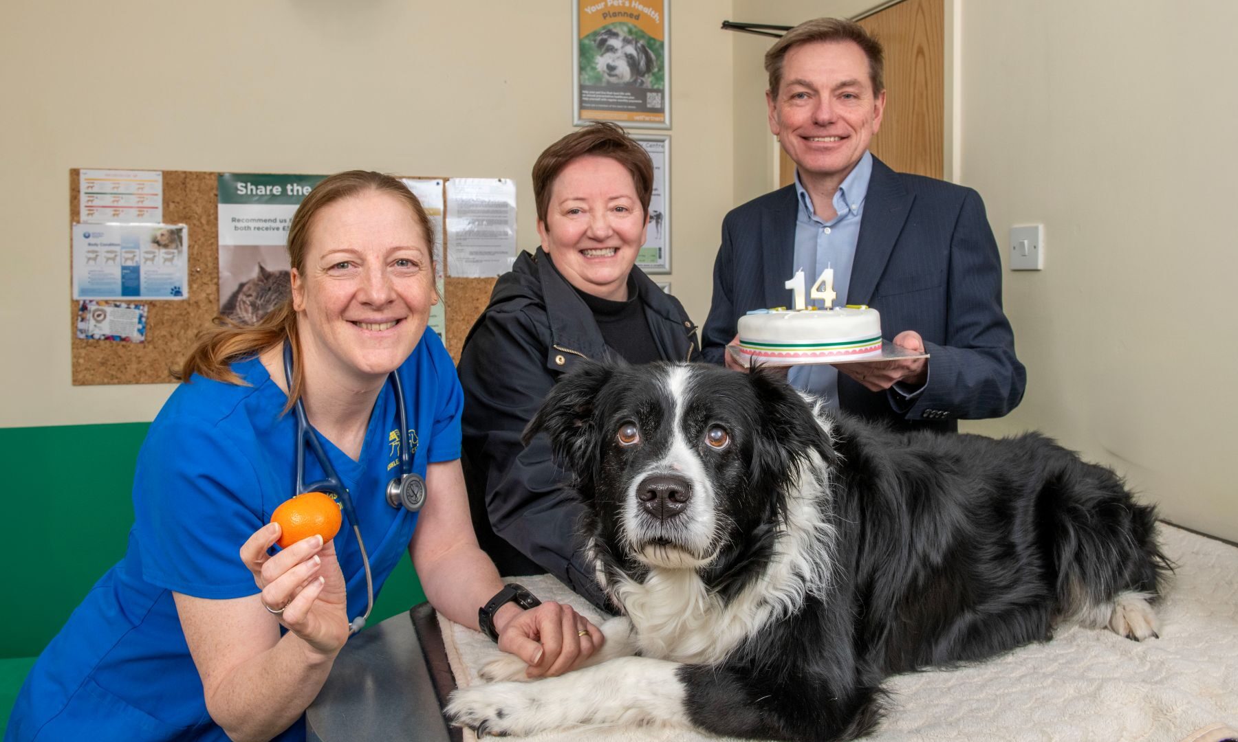 Brave Border Collie Callie set for special 14th birthday after lifesaving cancer surgery