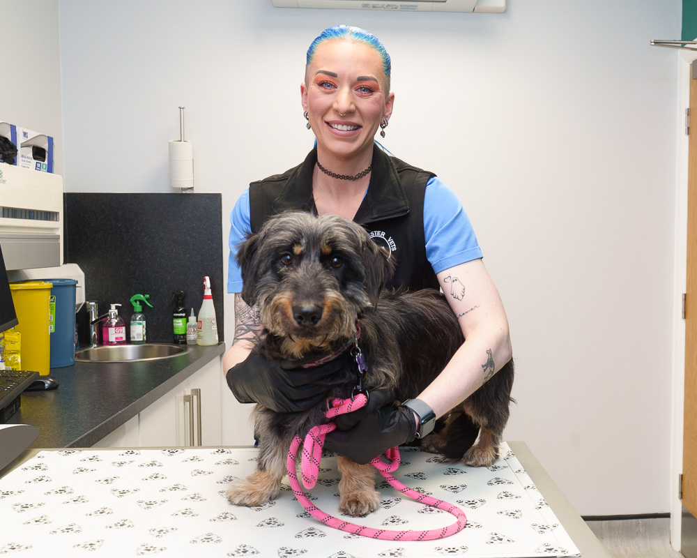 Vet with her arms around a wirehaired Dachshund that's standing on an examination table