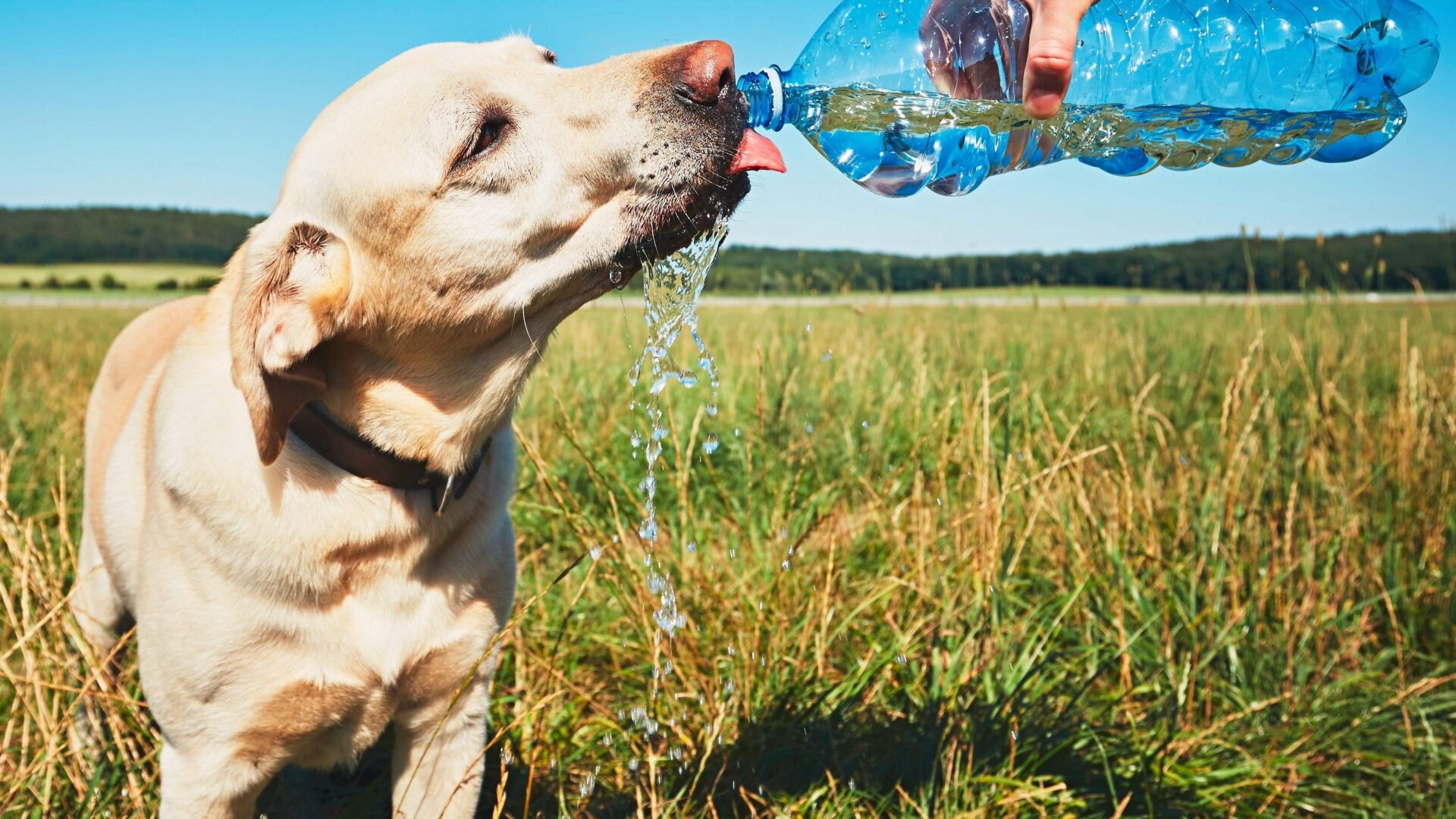 Vets urge pet owners to protect pets during  Bank Holiday weekend heatwave