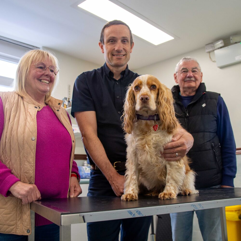 Dog on an examination table in a vet practice with a vet and its owners