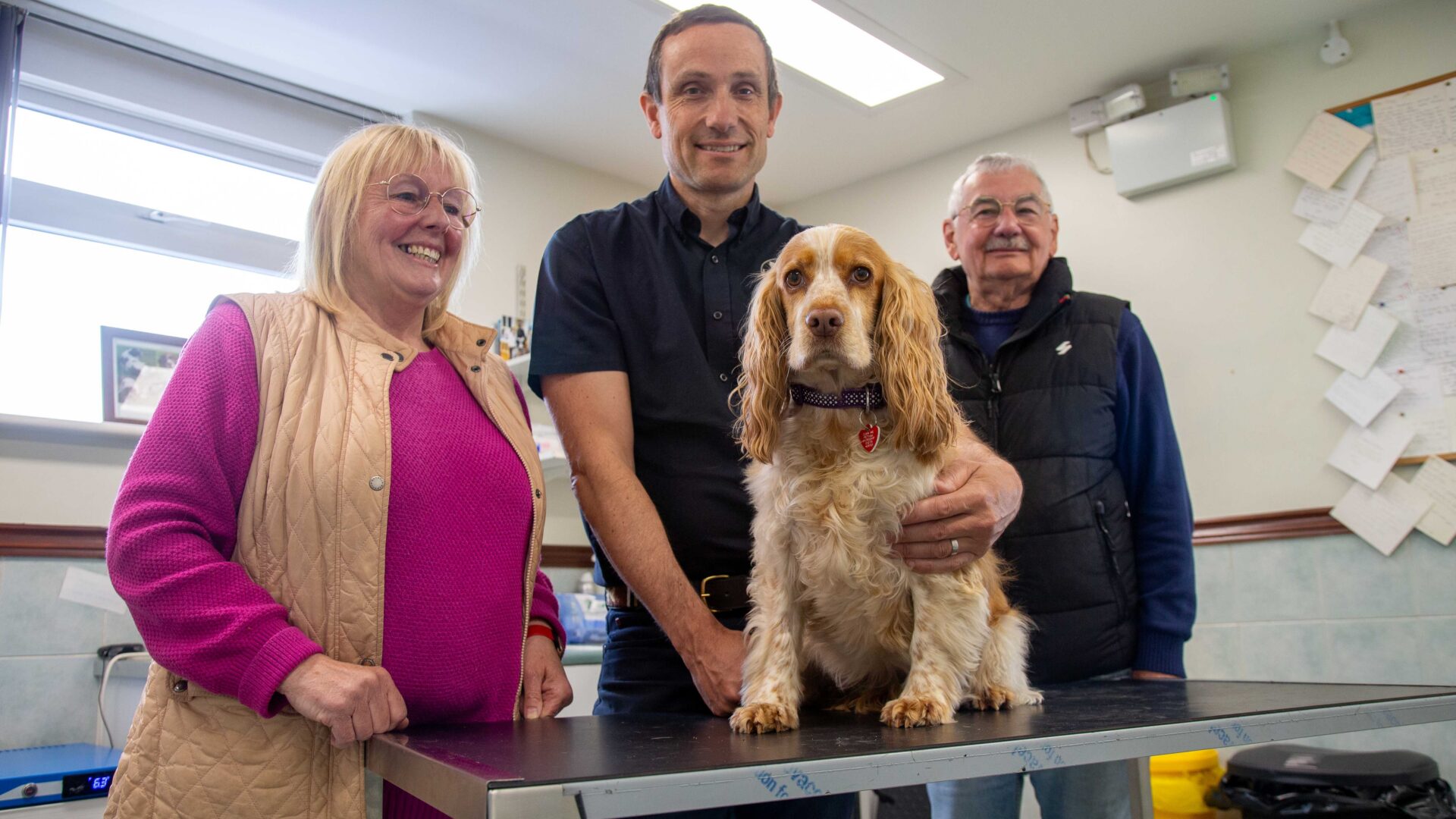 Vet urges dog owners to watch out for adders after pet recovers from being bitten