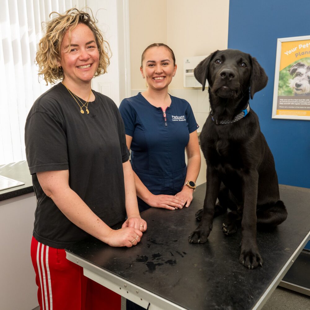 Woman and vet in a veterinary consult room with a Black Labrador puppy sitting on the examination table