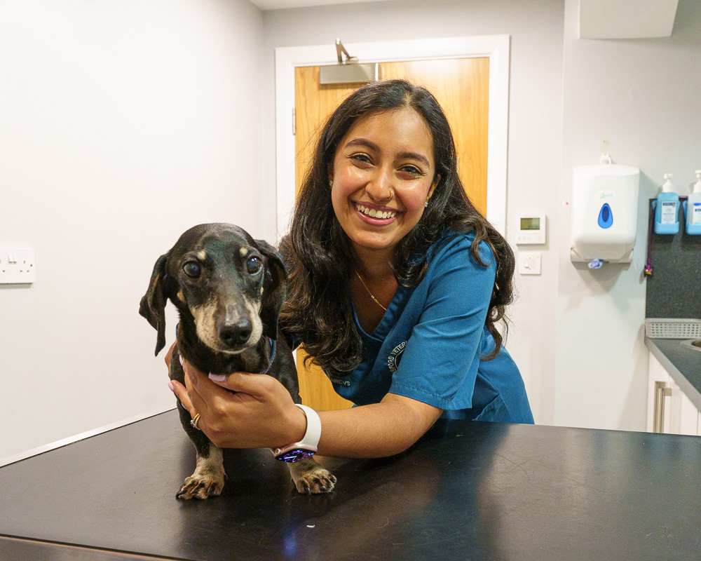Vet in a consult room with a Dachshund on the consult table