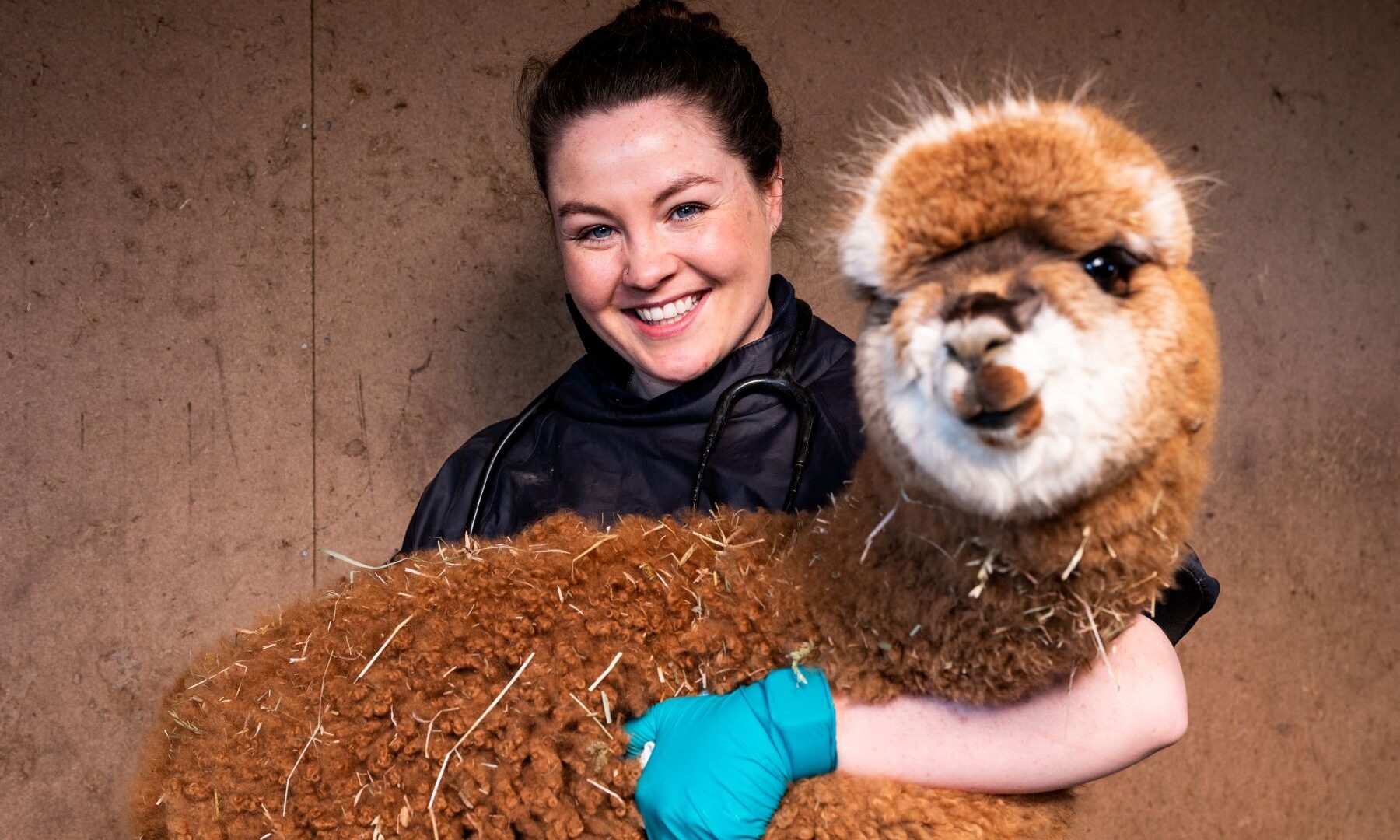 VMD-authorised blood bank helps alpaca and llama breeders prepare for critical neonatal emergencies