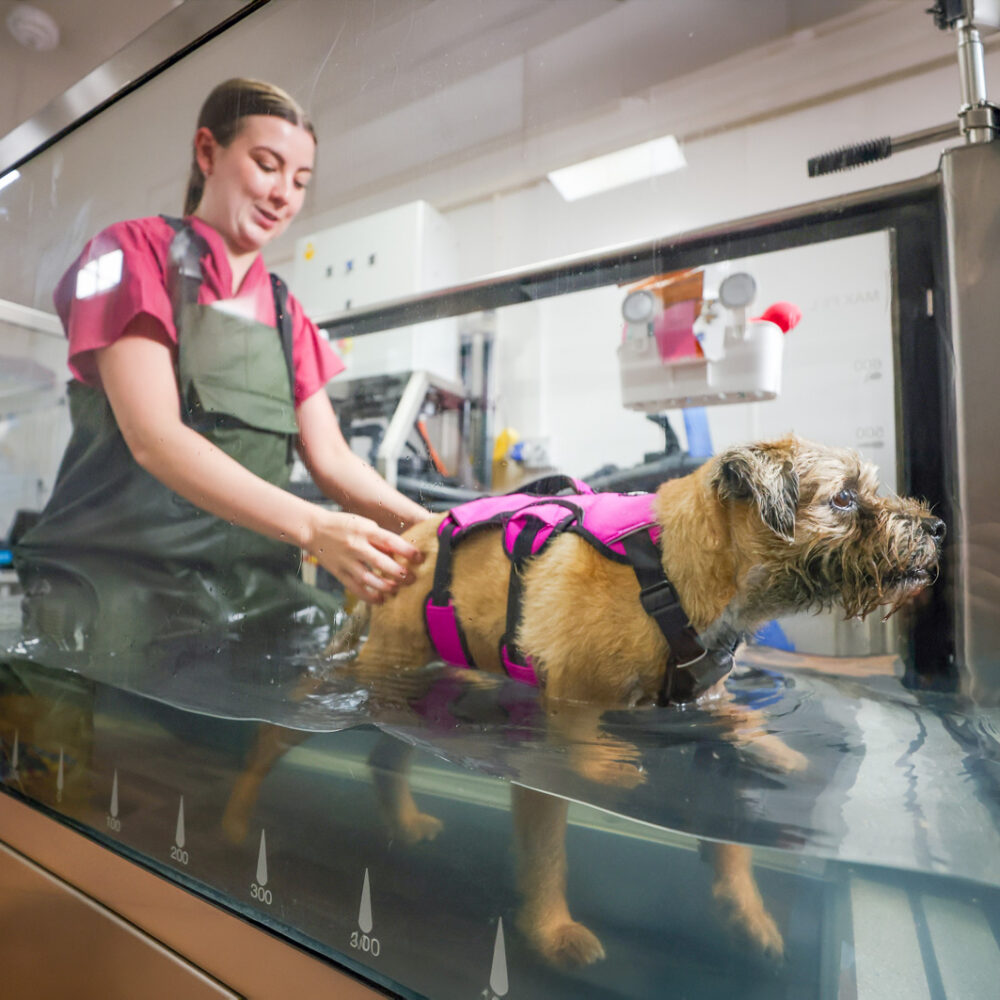 Ellie Campbell with a patient in the new hydrotherapy suite at Wilson Vets