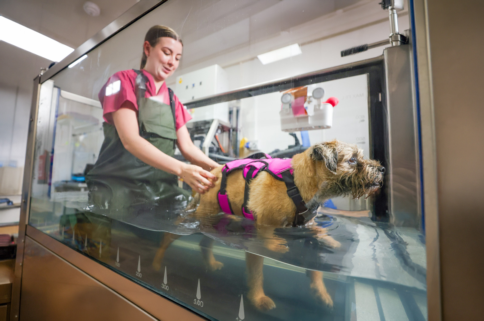 Pets in County Durham set to benefit from new rehabilitation facilities