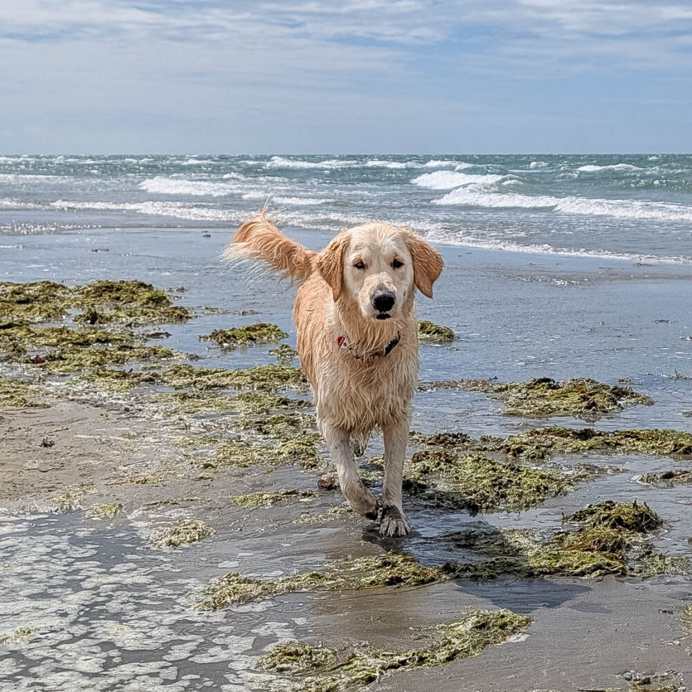 Golden Labrador dog walking out of the waves and onto the beach