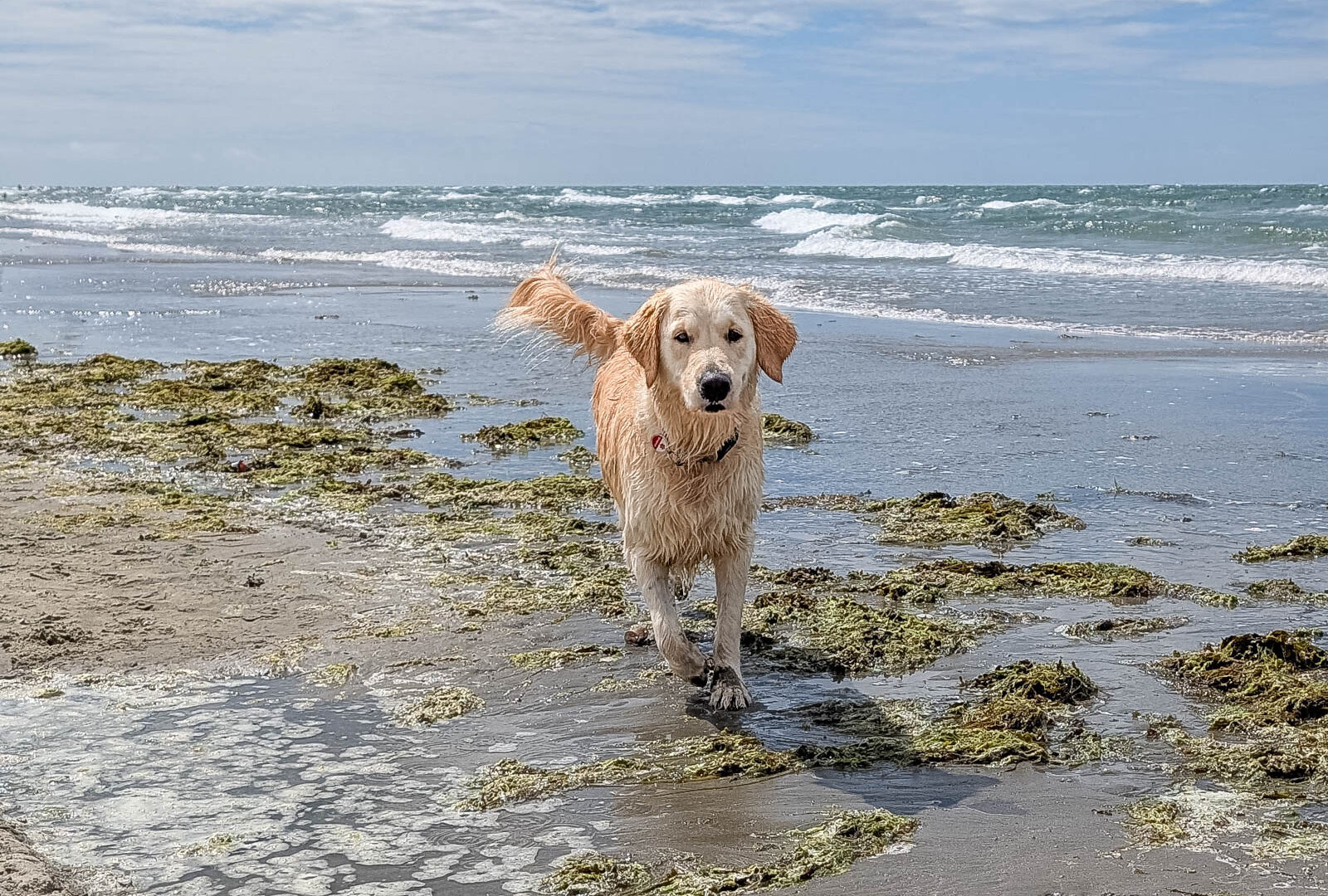 Five beach risks every dog owner needs to know – and how to avoid them