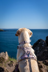 Dog standing on cliffs looking out over the sea 