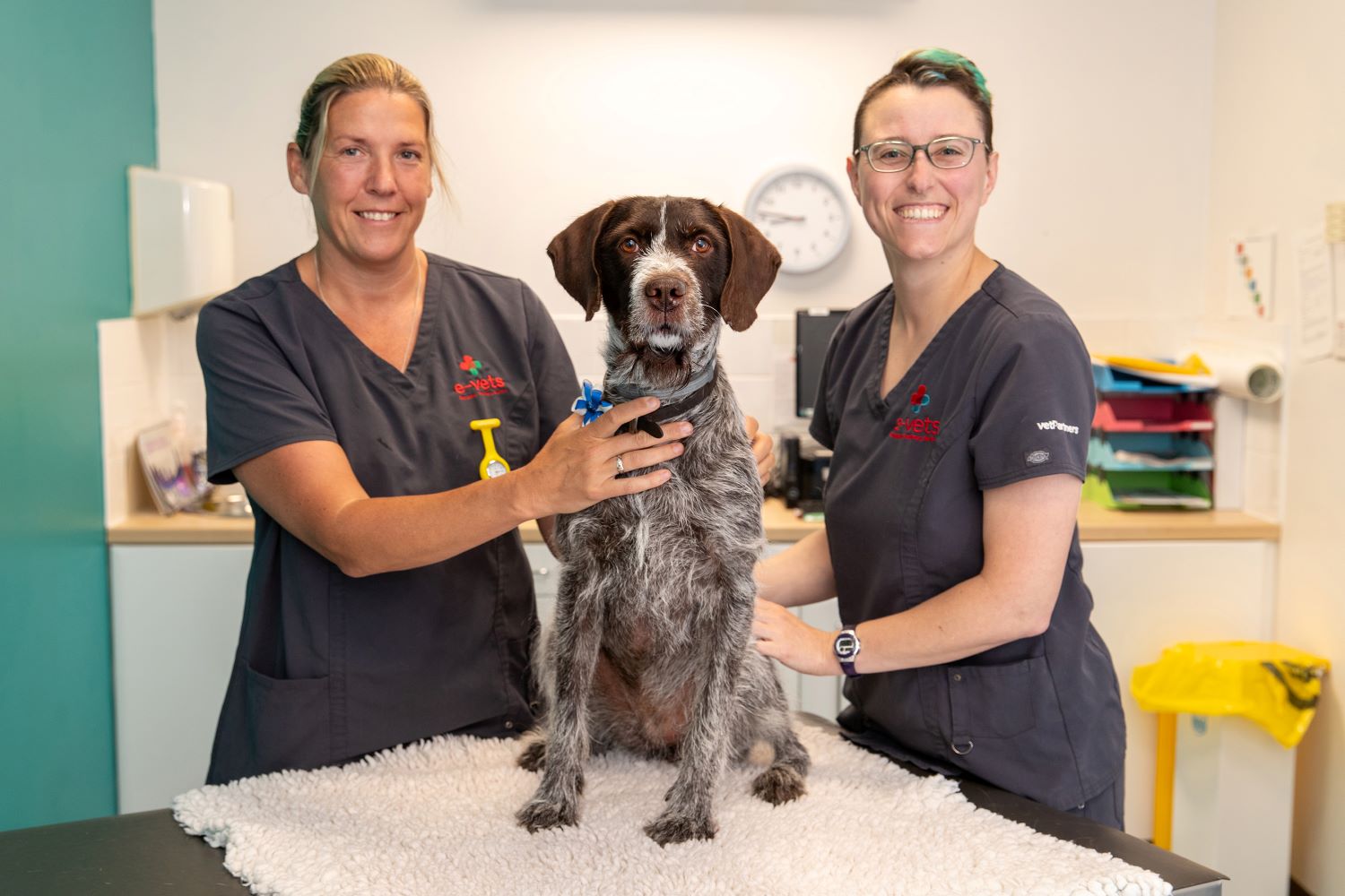 Emergency vets warn dog owners after pet suffers horrific stick injury
