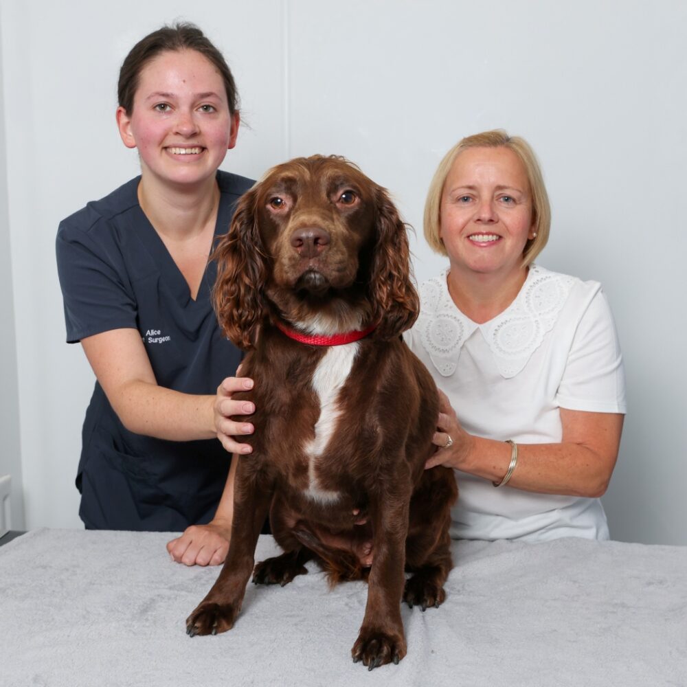 Brown dog sitting on a vet's examination table. Standing next to the dog is a vet wearing a green scrub top and the owner wearing a white t-shirt.