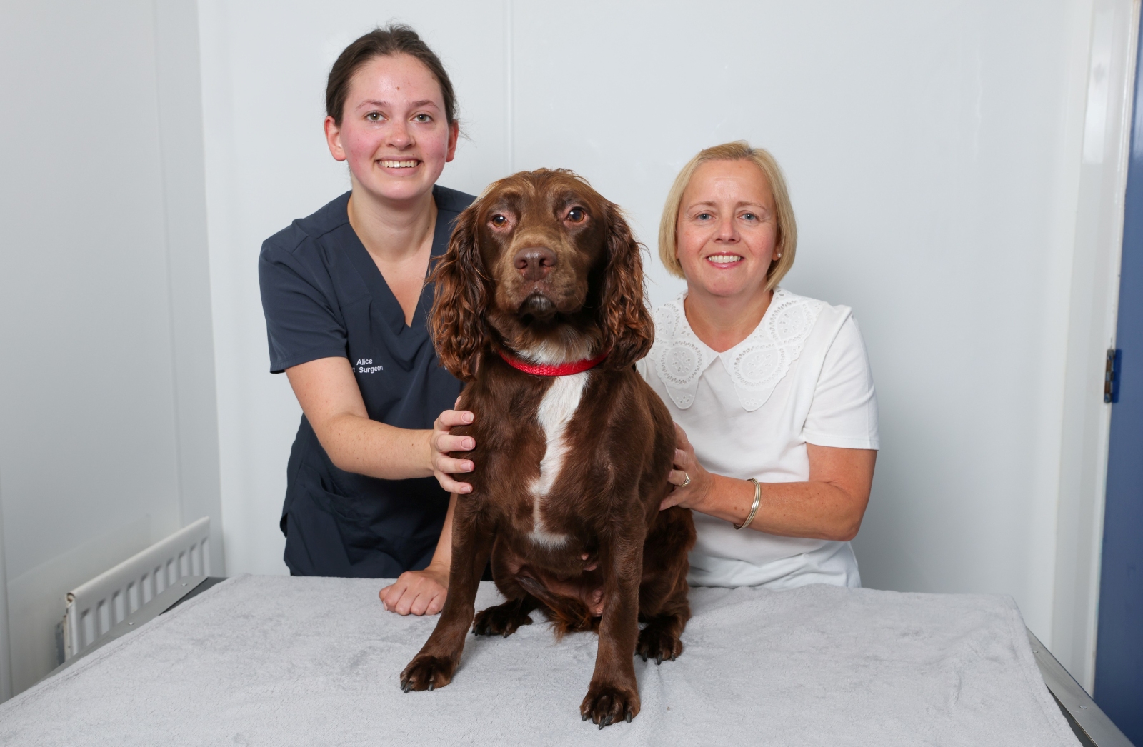 Dog walkers urged to be vigilant after family pet Button is bitten by an adder