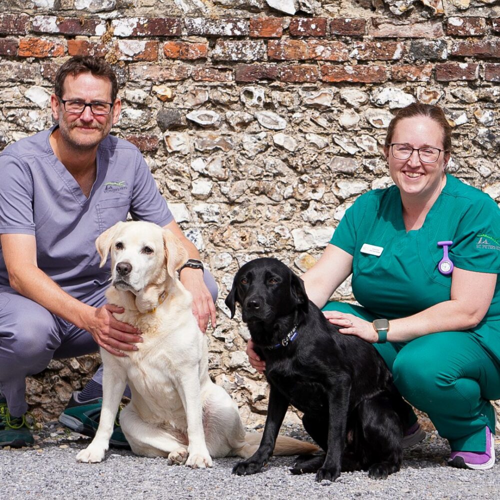 One golden and one black labrador are sitting down and next to them are a vet in a grey uniform and a veterinary nurse in a green uniform.